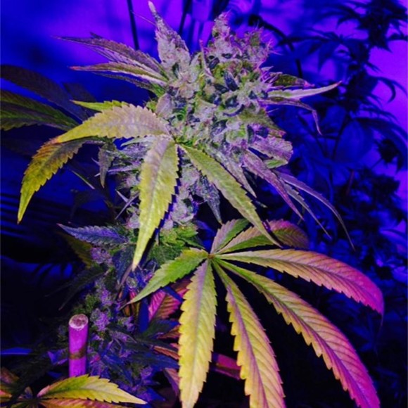 Meet your Posher, Joseph - Picture 1 of 1